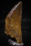 06075 - Nicely Serrated 0.72 Inch Abelisaur Dinosaur Tooth Cretaceous KemKem Beds