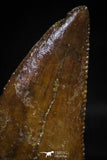 06075 - Nicely Serrated 0.72 Inch Abelisaur Dinosaur Tooth Cretaceous KemKem Beds