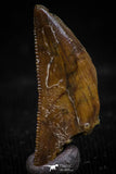 06075 - Nicely Serrated 0.72 Inch Abelisaur Dinosaur Tooth Cretaceous KemKem Beds