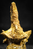 22159 - Top Rare 1.87 Inch Unidentified Theropod Dinosaur Vertebra Bone Cretaceous KemKem Beds