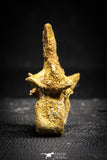 22159 - Top Rare 1.87 Inch Unidentified Theropod Dinosaur Vertebra Bone Cretaceous KemKem Beds