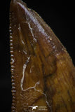 06075 - Nicely Serrated 0.72 Inch Abelisaur Dinosaur Tooth Cretaceous KemKem Beds