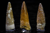 20738 - Great Collection of 3 Spinosaurus Dinosaur Teeth Cretaceous KemKem Beds