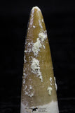 20738 - Great Collection of 3 Spinosaurus Dinosaur Teeth Cretaceous KemKem Beds