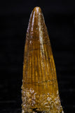 20738 - Great Collection of 3 Spinosaurus Dinosaur Teeth Cretaceous KemKem Beds
