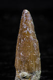 20738 - Great Collection of 3 Spinosaurus Dinosaur Teeth Cretaceous KemKem Beds
