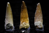 20738 - Great Collection of 3 Spinosaurus Dinosaur Teeth Cretaceous KemKem Beds