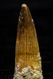 20738 - Great Collection of 3 Spinosaurus Dinosaur Teeth Cretaceous KemKem Beds