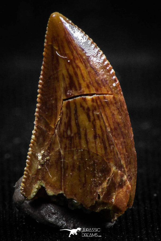 06076 - Well Preserved 0.65 Inch Serrated Abelisaur Dinosaur Tooth Cretaceous KemKem Beds