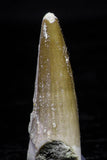 20738 - Great Collection of 3 Spinosaurus Dinosaur Teeth Cretaceous KemKem Beds
