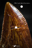 06076 - Well Preserved 0.65 Inch Serrated Abelisaur Dinosaur Tooth Cretaceous KemKem Beds