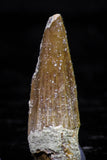20738 - Great Collection of 3 Spinosaurus Dinosaur Teeth Cretaceous KemKem Beds