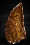 06076 - Well Preserved 0.65 Inch Serrated Abelisaur Dinosaur Tooth Cretaceous KemKem Beds