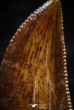 06076 - Well Preserved 0.65 Inch Serrated Abelisaur Dinosaur Tooth Cretaceous KemKem Beds