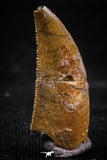 06077 - Well Preserved 0.86 Inch Serrated Abelisaur Dinosaur Tooth Cretaceous KemKem Beds