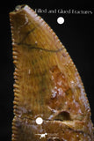06077 - Well Preserved 0.86 Inch Serrated Abelisaur Dinosaur Tooth Cretaceous KemKem Beds