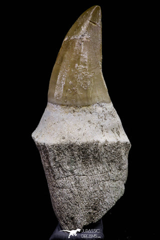 20739 - Top Rare 3.17 Inch Huge Mosasaurus hoffmanni Rooted Tooth Late Cretaceous