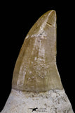 20739 - Top Rare 3.17 Inch Huge Mosasaurus hoffmanni Rooted Tooth Late Cretaceous