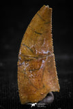 06077 - Well Preserved 0.86 Inch Serrated Abelisaur Dinosaur Tooth Cretaceous KemKem Beds