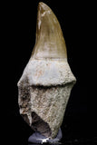 20739 - Top Rare 3.17 Inch Huge Mosasaurus hoffmanni Rooted Tooth Late Cretaceous