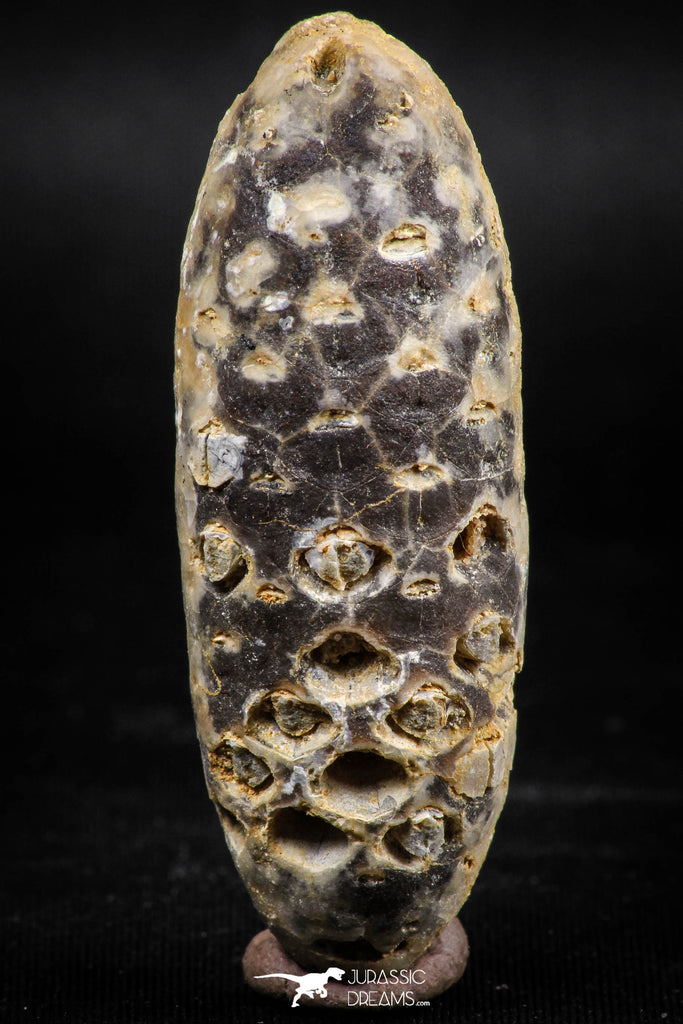 06078 - Well Preserved 2.13 Inch Fossilized Silicified Pine Cone EQUICALASTROBUS Eocene Sahara Desert