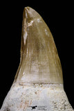 20739 - Top Rare 3.17 Inch Huge Mosasaurus hoffmanni Rooted Tooth Late Cretaceous