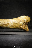 22162 - Top Rare 8.27 Inch Unidentified Theropod Dinosaur Limb Bone Cretaceous KemKem Beds