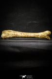 22162 - Top Rare 8.27 Inch Unidentified Theropod Dinosaur Limb Bone Cretaceous KemKem Beds