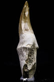 20739 - Top Rare 3.17 Inch Huge Mosasaurus hoffmanni Rooted Tooth Late Cretaceous