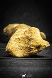 22162 - Top Rare 8.27 Inch Unidentified Theropod Dinosaur Limb Bone Cretaceous KemKem Beds