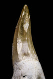 20739 - Top Rare 3.17 Inch Huge Mosasaurus hoffmanni Rooted Tooth Late Cretaceous