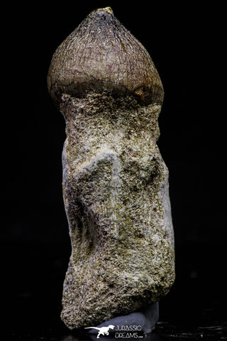 20740 - Great Rooted 2.08 Inch Globidens phosphaticus (Mosasaur) Tooth Cretaceous