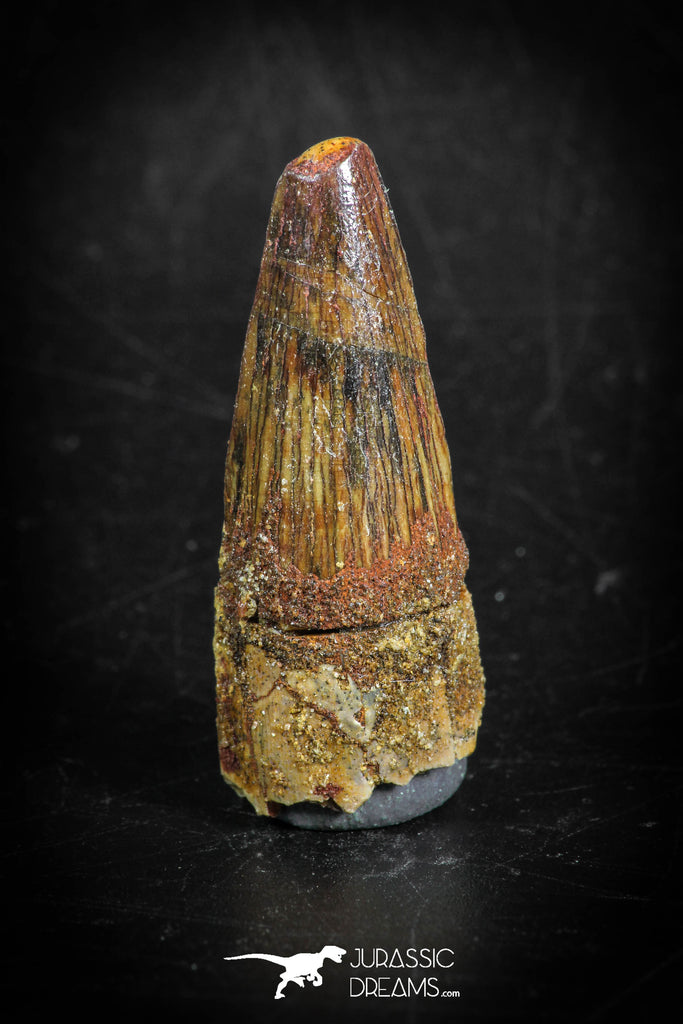 88863 - Top Beautiful 1.45 Inch Juvenile Spinosaurus Dinosaur Tooth Cretaceous