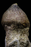 20740 - Great Rooted 2.08 Inch Globidens phosphaticus (Mosasaur) Tooth Cretaceous
