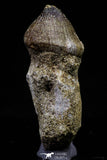 20740 - Great Rooted 2.08 Inch Globidens phosphaticus (Mosasaur) Tooth Cretaceous
