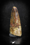 88863 - Top Beautiful 1.45 Inch Juvenile Spinosaurus Dinosaur Tooth Cretaceous