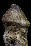 20740 - Great Rooted 2.08 Inch Globidens phosphaticus (Mosasaur) Tooth Cretaceous