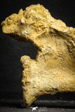 22163 - Top Rare 4.46 Inch Unidentified Theropod Dinosaur Caudal (Tail) Vertebra Bone Cretaceous KemKem Beds