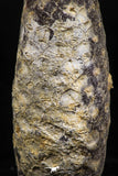 06079 - Top Beautiful 2.08 Inch Fossilized Silicified Pine Cone EQUICALASTROBUS Eocene Sahara Desert