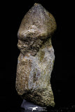 20740 - Great Rooted 2.08 Inch Globidens phosphaticus (Mosasaur) Tooth Cretaceous