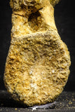 22163 - Top Rare 4.46 Inch Unidentified Theropod Dinosaur Caudal (Tail) Vertebra Bone Cretaceous KemKem Beds