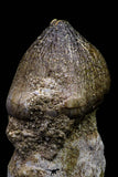 20740 - Great Rooted 2.08 Inch Globidens phosphaticus (Mosasaur) Tooth Cretaceous