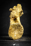 22163 - Top Rare 4.46 Inch Unidentified Theropod Dinosaur Caudal (Tail) Vertebra Bone Cretaceous KemKem Beds