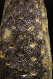 06079 - Top Beautiful 2.08 Inch Fossilized Silicified Pine Cone EQUICALASTROBUS Eocene Sahara Desert