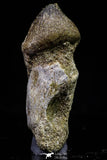 20740 - Great Rooted 2.08 Inch Globidens phosphaticus (Mosasaur) Tooth Cretaceous