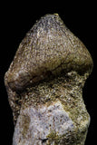 20740 - Great Rooted 2.08 Inch Globidens phosphaticus (Mosasaur) Tooth Cretaceous