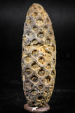 06080 - Top Rare 2.02 Inch Fossilized Silicified Pine Cone EQUICALASTROBUS Eocene Sahara Desert