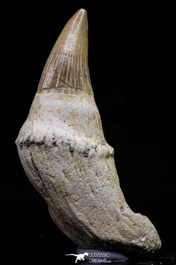 20741 - Finest Grade 2.47 Inch Platecarpus ptychodon (Mosasaur) Rooted Tooth