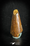 88868 - Top Beautiful 1.27 Inch Juvenile Spinosaurus Dinosaur Tooth Cretaceous