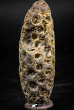 06080 - Top Rare 2.02 Inch Fossilized Silicified Pine Cone EQUICALASTROBUS Eocene Sahara Desert